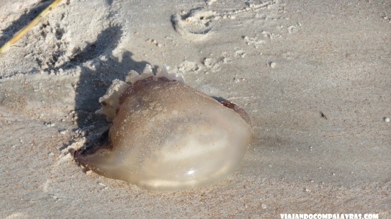  águas-vivas mortas na areia Daytona Beach Flórida