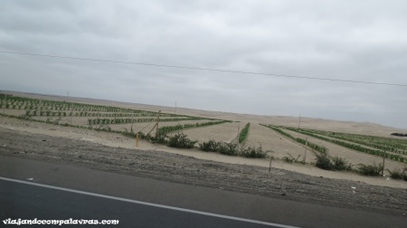 Plantações no deserto, Ica, Peru
